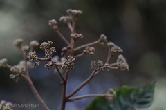 Vernonia travancorica